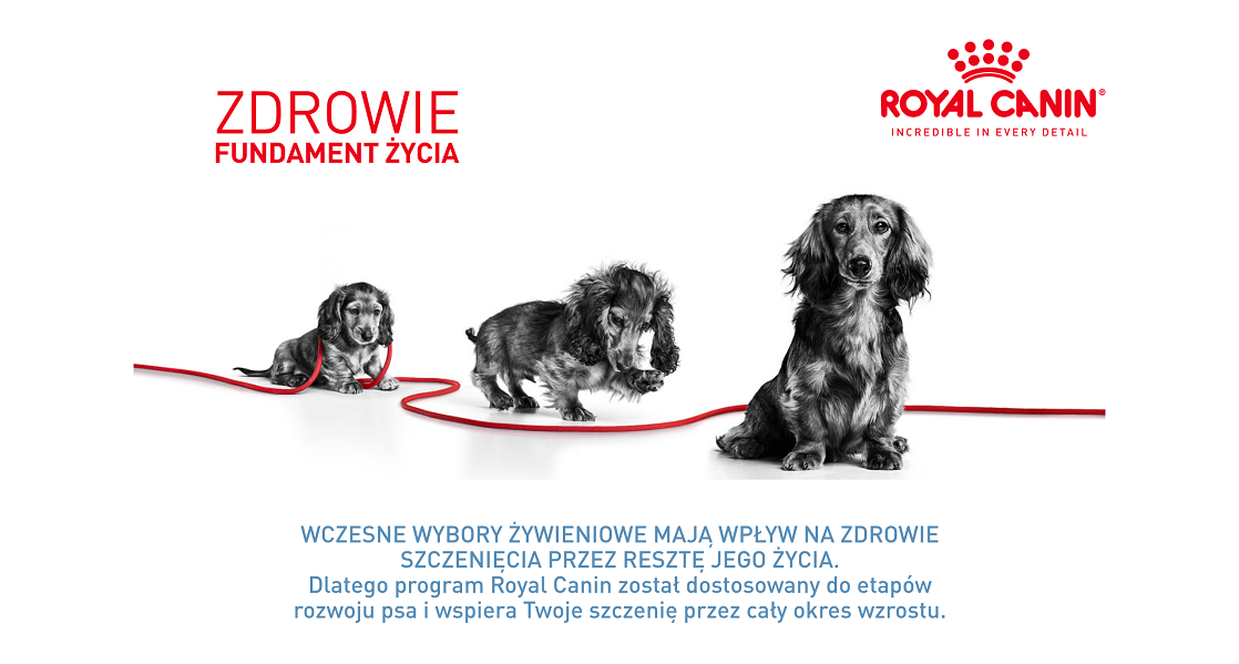 ROYAL CANIN Maxi Puppy in souce 10x140 g